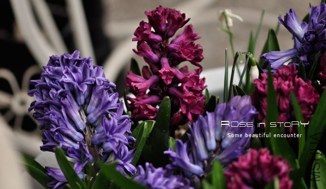 rose in story (267).jpg