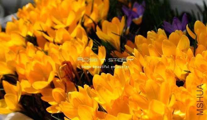 rose in story (74).jpg