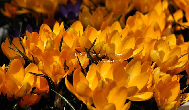 rose in story (75).jpg