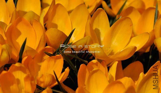 rose in story (76).jpg