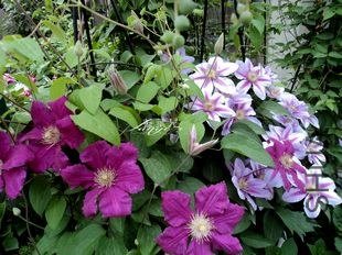 DSC05135.jpg
