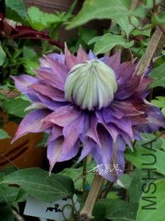 DSC05104.jpg