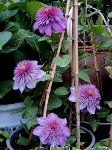 DSC05105.jpg