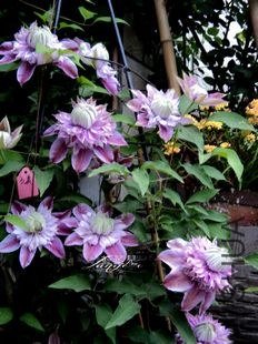 DSC05120.jpg