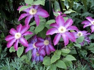 DSC05115.jpg
