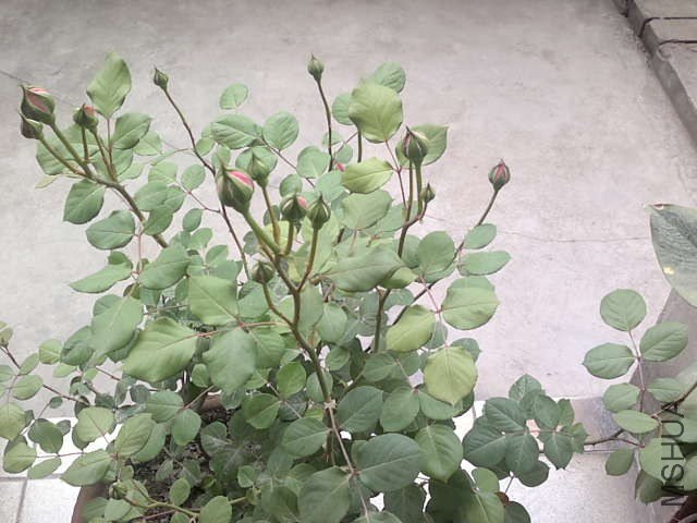 20130422395.jpg