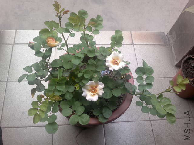20130422389.jpg