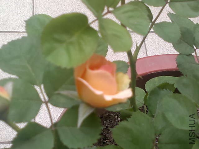 20130422392.jpg