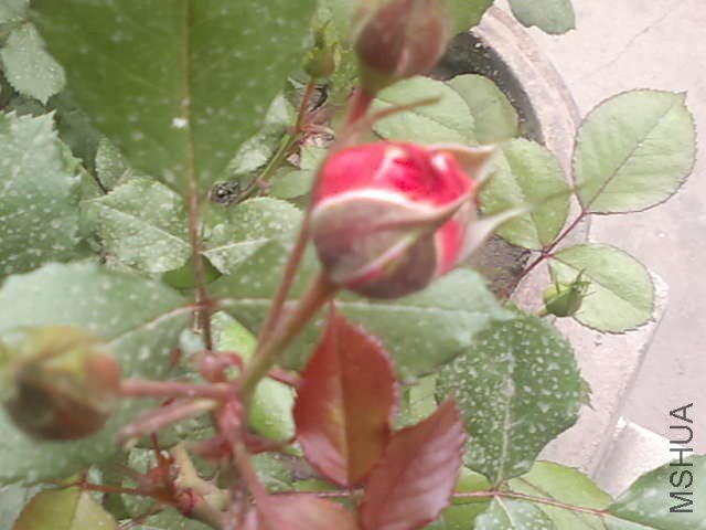 20130422393.jpg