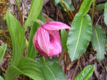 Ӧ��������ֲ���