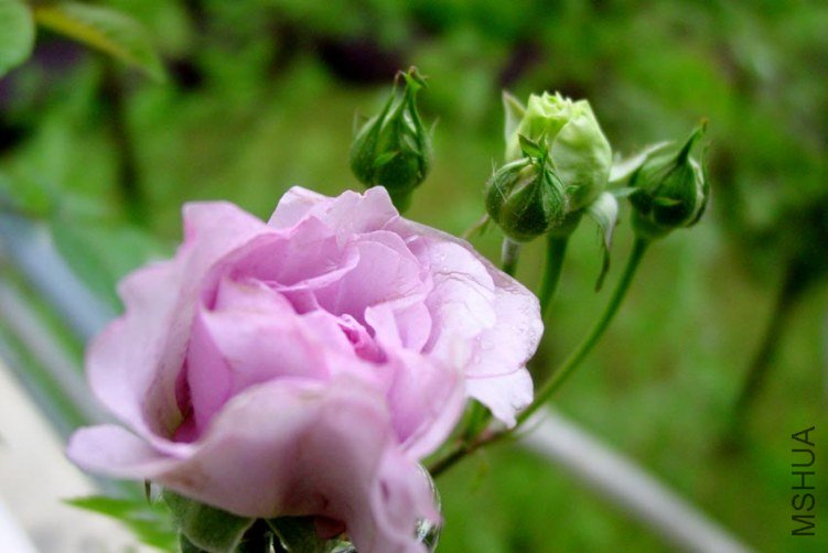 DSC00339.JPG