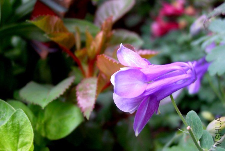 DSC00351.JPG