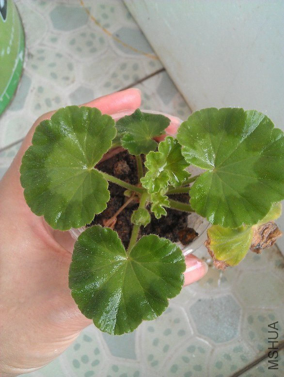 ���䵽С�������һ֦