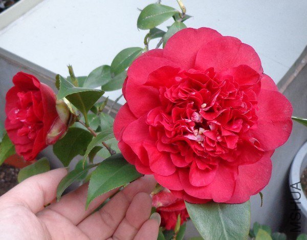 nEO_IMG_DSC01240.jpg