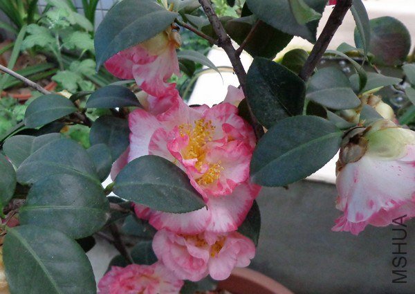 nEO_IMG_DSC00042.jpg