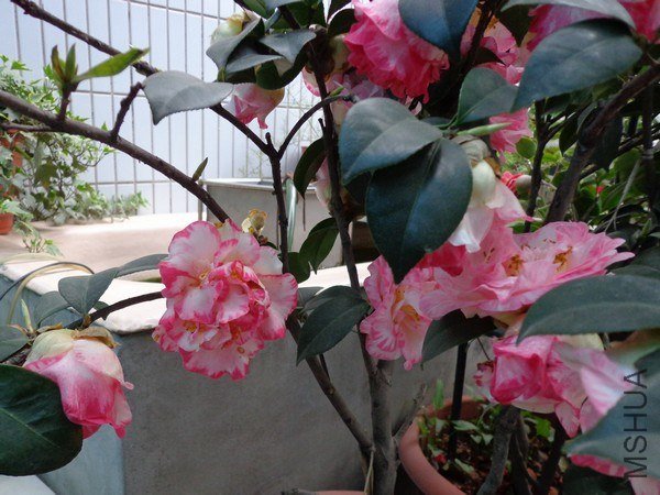 nEO_IMG_DSC00043.jpg