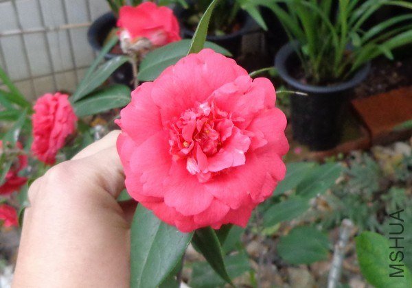 nEO_IMG_DSC00783.jpg