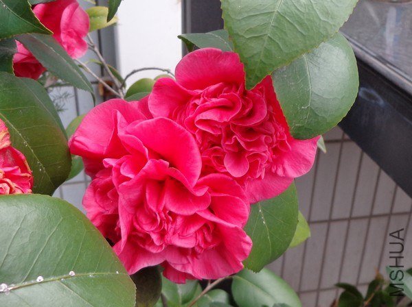 nEO_IMG_DSC00882.jpg