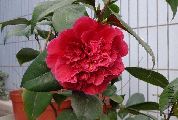 nEO_IMG_DSC00976.jpg