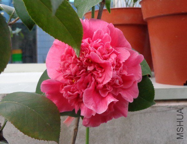nEO_IMG_DSC00978.jpg