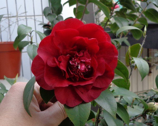 nEO_IMG_DSC00979.jpg