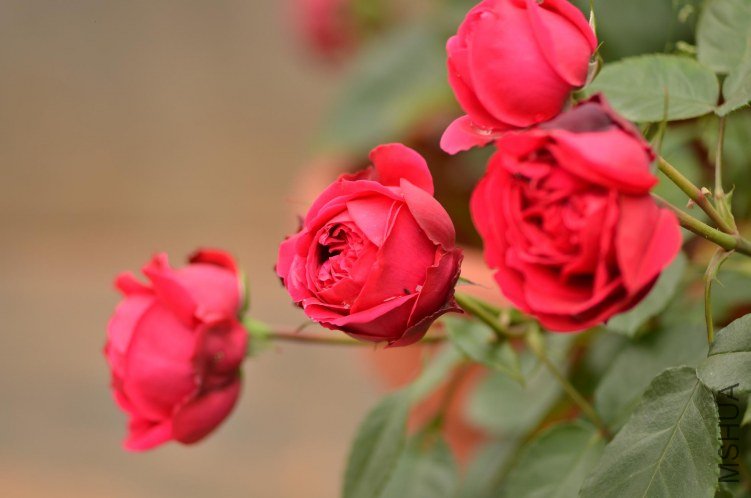 DSC_2268.JPG