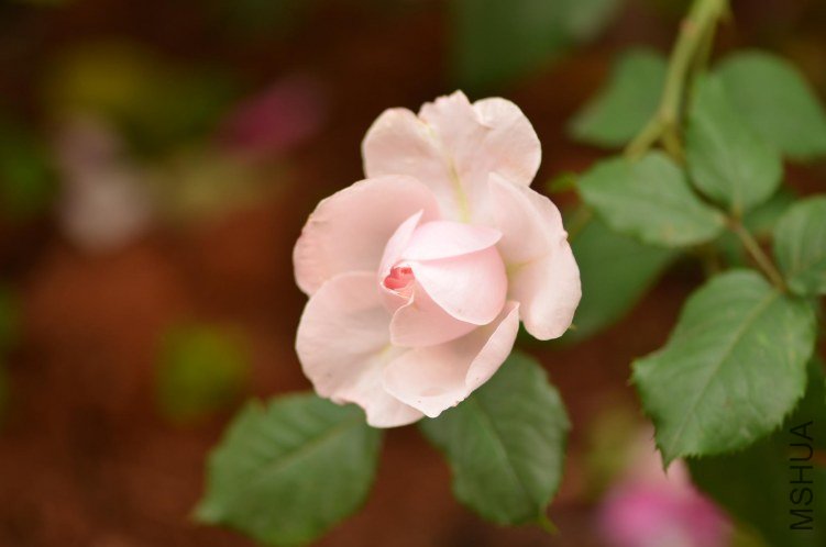 DSC_2300.JPG