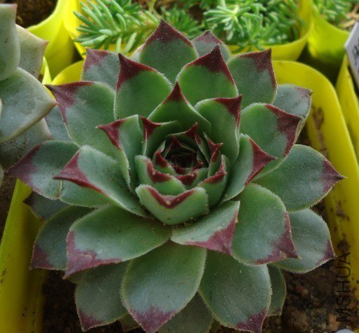 Ư����  ����