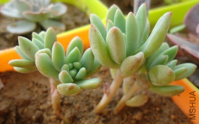 ���ڻ���������