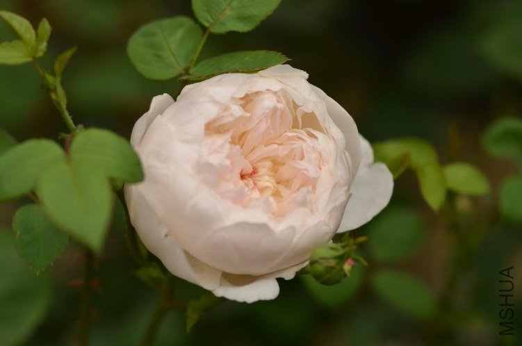 DSC_2294.JPG