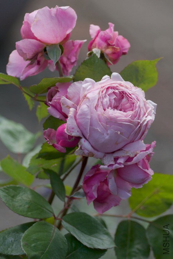 englishroses020.jpg