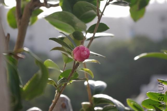 ������С IMGP0592.JPG