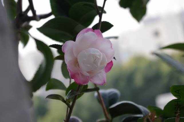 ������С IMGP0600.JPG