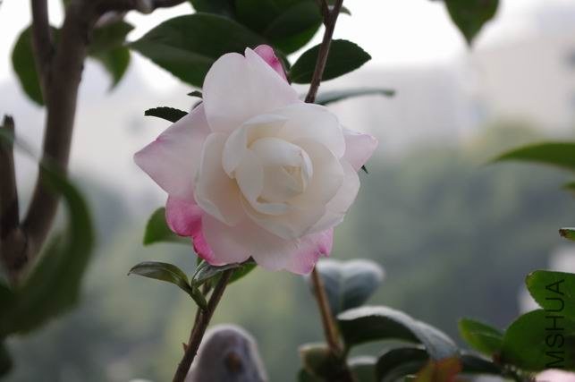 ������С IMGP0601.JPG