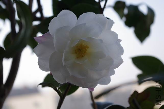 ������С IMGP0614.JPG