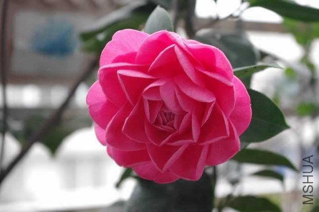 ������С IMGP0616.JPG