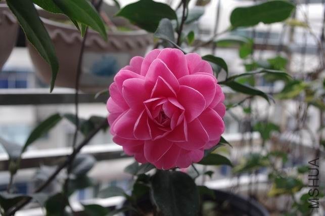 ������С IMGP0627.JPG