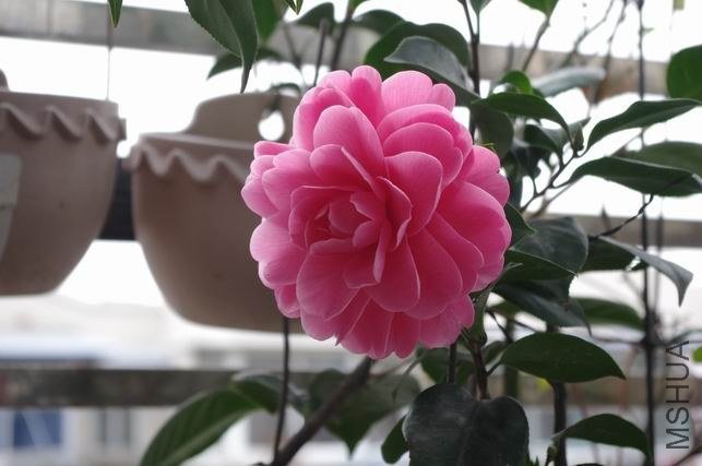 ������С IMGP0637.JPG