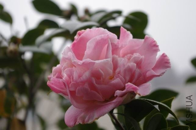 ������С IMGP0703.JPG