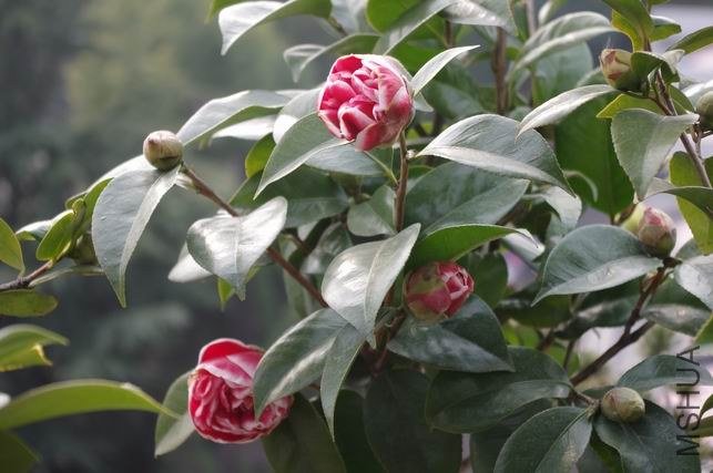 ������С IMGP0651.JPG