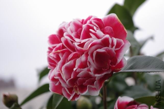 ������С IMGP0690.JPG