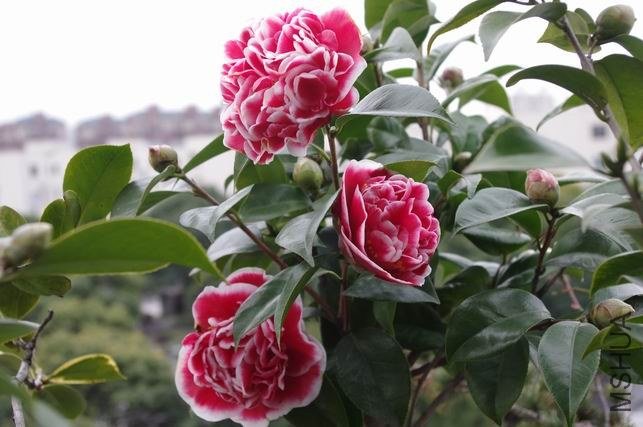 ������С IMGP0689.JPG