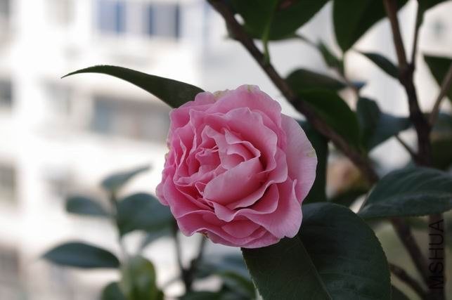 ������С IMGP0656.JPG