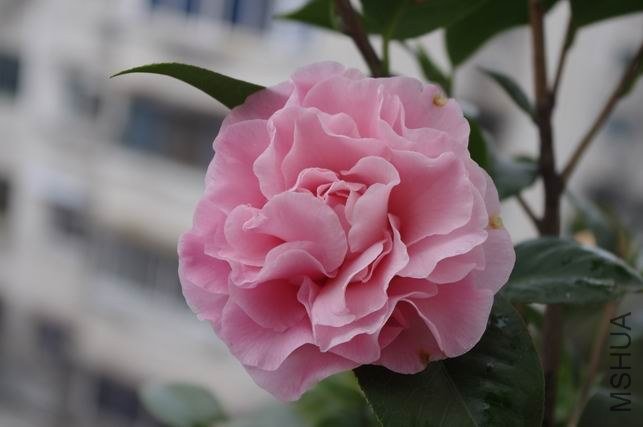 ������С IMGP0663.JPG