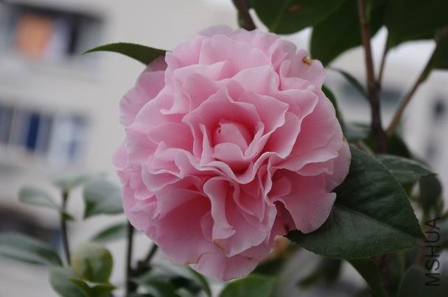 ������С IMGP0685.JPG