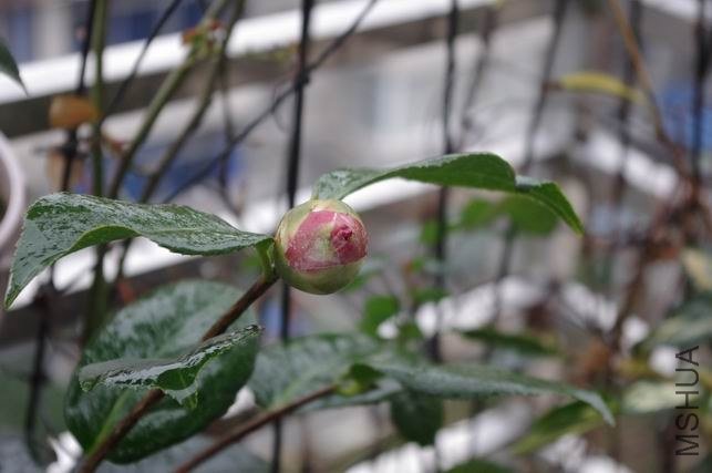 ������С IMGP0723.JPG