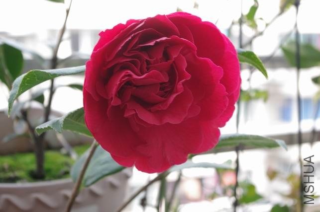 ������С IMGP0838.JPG