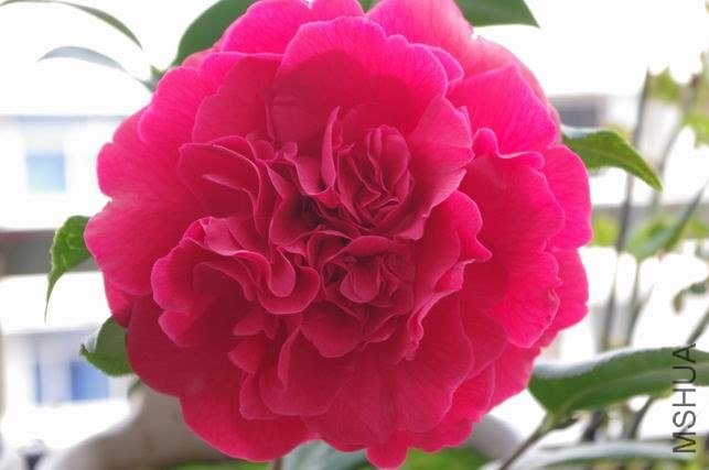 ������С IMGP0848.JPG