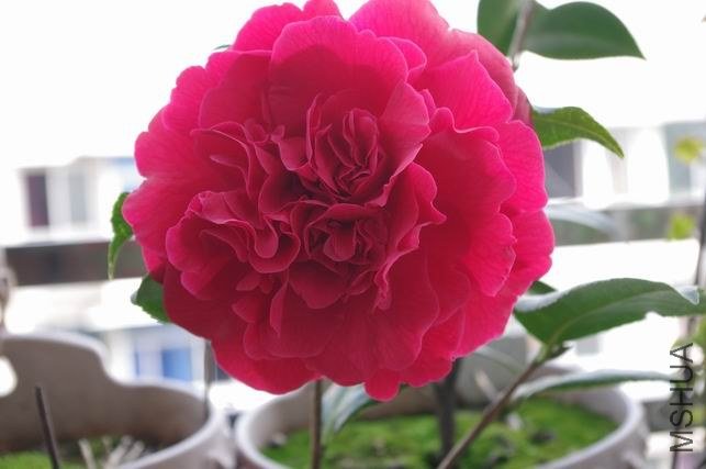 ������С IMGP0850.JPG