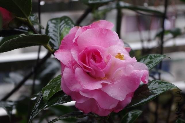 ������С IMGP0733.JPG